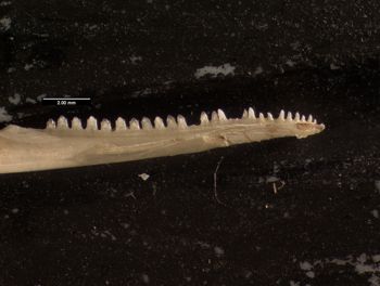 Media type: image;   Herpetology R-131690